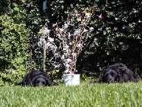 Click to see 2003-08-17-13_31_39-Hochzeit_danach_kh_ 052.jpg